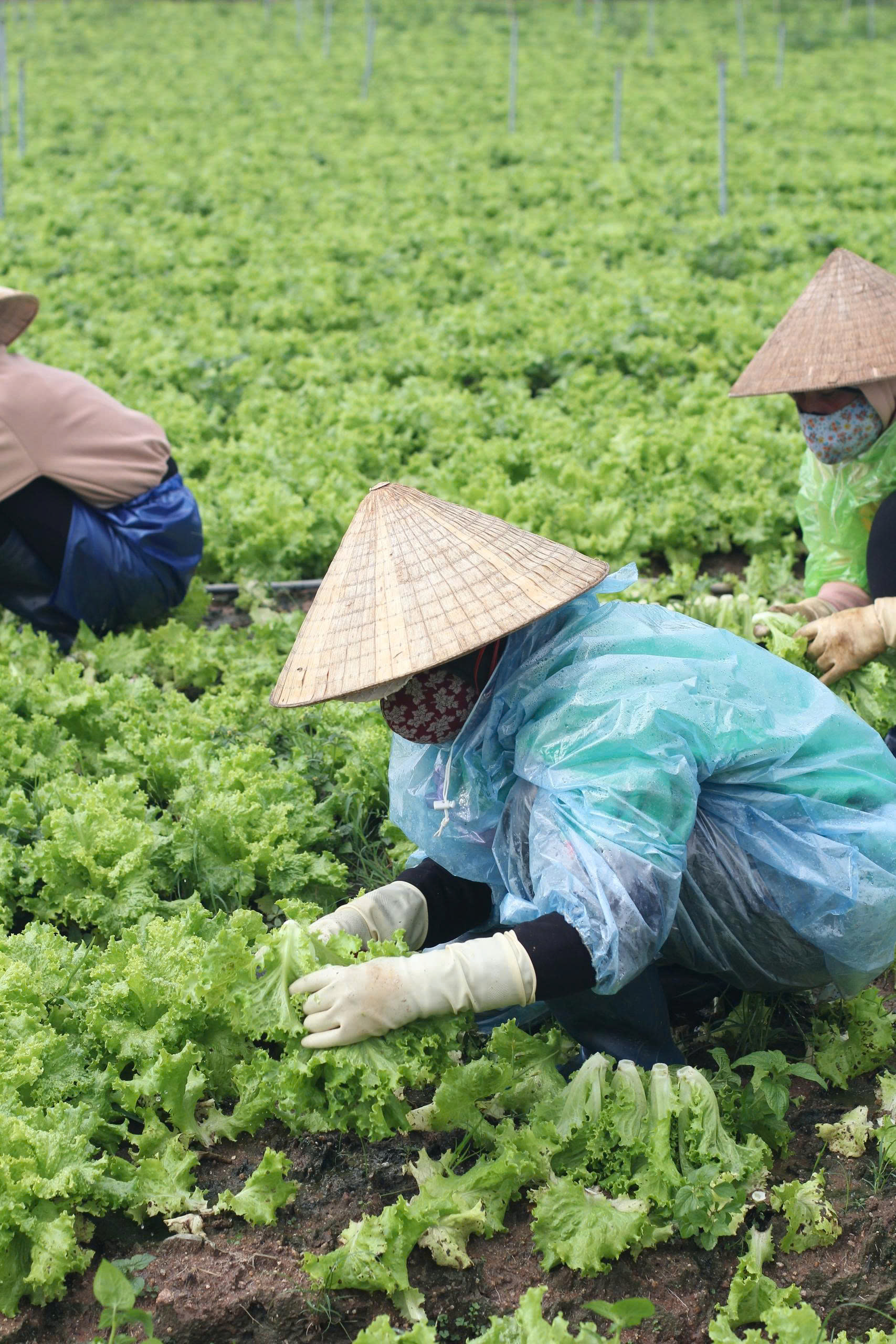 Vùng nguyên liệu và chuỗi cung ứng